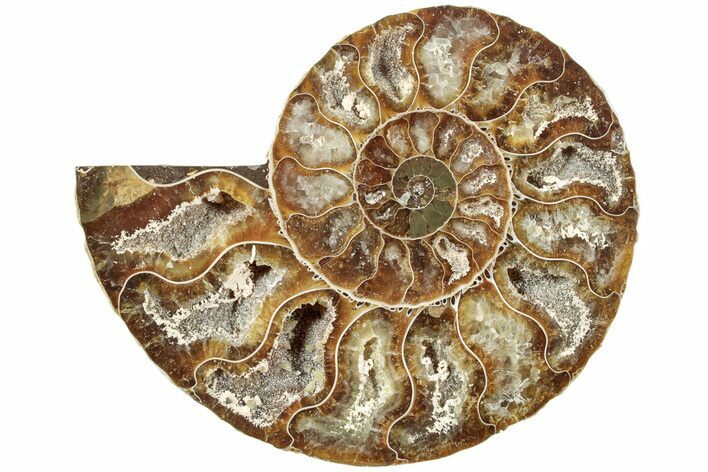 Cut & Polished Ammonite Fossil (Half) - Madagascar #234449